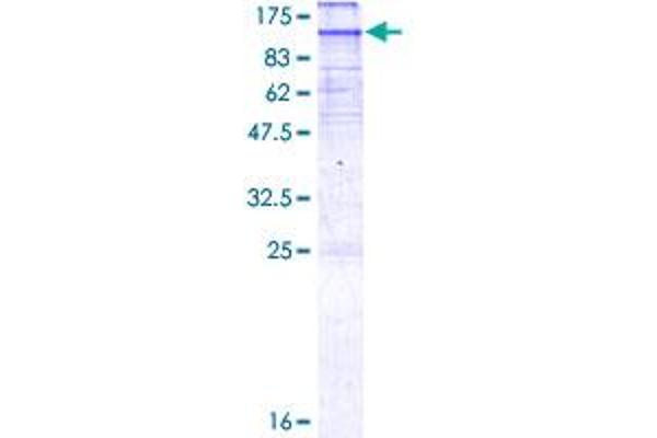 HMGCR Protein (AA 1-835) (GST tag)