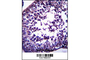 TSPYL5 Antibody immunohistochemistry analysis in formalin fixed and paraffin embedded human testis tissue followed by peroxidase conjugation of the secondary antibody and DAB staining.