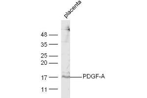 Mouse placenta lysate probed with Anti-PDGF-A Polyclonal Antibody  at 1:5000 90min in 37˚C. (PDGFA Antikörper  (AA 125-170))