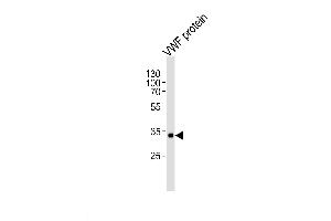 Lane 1: VWF protein, probed with VWF (907CT12. (VWF Antikörper)