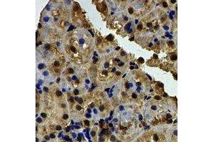 Immunohistochemical analysis of Barttin staining in rat kidney formalin fixed paraffin embedded tissue section. (BSND Antikörper)