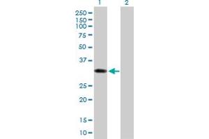 Western Blot analysis of SULT1B1 expression in transfected 293T cell line by SULT1B1 MaxPab polyclonal antibody. (SULT1B1 Antikörper  (AA 1-296))