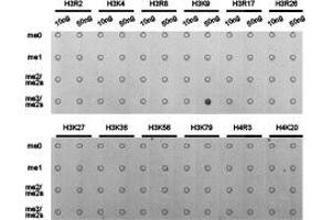Dot-blot analysis of all sorts of methylation peptides using H3K9me3 antibody. (Histone 3 Antikörper  (H3K9me3))
