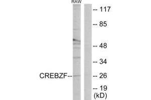 Western blot analysis of extracts from RAW264. (CREBZF Antikörper)