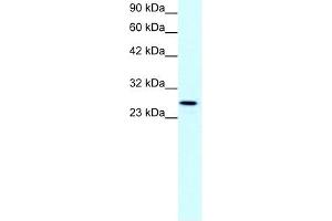 Claudin 13 antibody used at 1 ug/ml to detect target protein. (Claudin 13 (CLDN13) (C-Term) Antikörper)