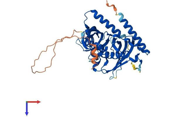 ACOT7 Protein (AA 1-380) (His tag)