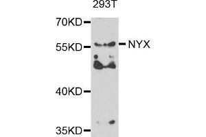 Western blot analysis of extracts of 293T cells, using NYX antibody.