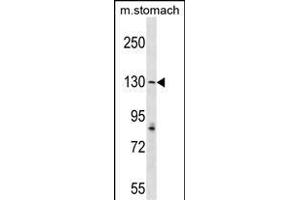 AGTPBP1 Antibody (N-term) (ABIN1539302 and ABIN2849151) western blot analysis in mouse stomach tissue lysates (35 μg/lane). (AGTPBP1 Antikörper  (N-Term))
