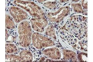 Immunohistochemical staining of paraffin-embedded Human Kidney tissue using anti-AGPAT5 mouse monoclonal antibody. (AGPAT5 Antikörper)