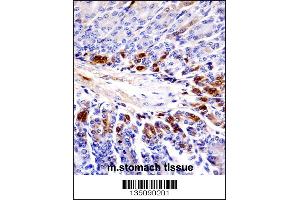 Mouse Sgk269 Antibody immunohistochemistry analysis in formalin fixed and paraffin embedded mouse stomach tissue followed by peroxidase conjugation of the secondary antibody and DAB staining.