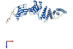 FKBP4 Protein (AA 1-458) (His tag)