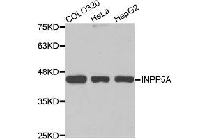Western Blotting (WB) image for anti-Inositol Polyphosphate-5-Phosphatase, 40kDa (INPP5A) antibody (ABIN1875468)