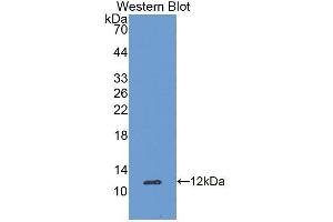 Western blot analysis of the recombinant protein. (Apolipoprotein C-II Antikörper  (AA 23-101))
