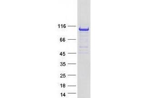 Western Blotting (WB) image for Vav 3 Oncogene (VAV3) (Transcript Variant 1) protein (Myc-DYKDDDDK Tag) (ABIN2735201)