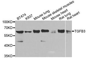 Western blot analysis of extracts of various cell lines, using TGFB3 antibody (ABIN5974864) at 1/1000 dilution. (TGFB3 Antikörper)