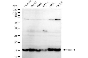 Western blotting analysis using HINT1 antibody (ABIN7798917).