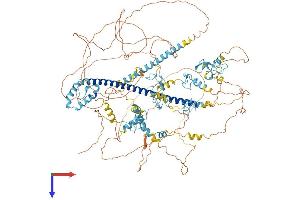 MYT1 Protein (AA 1-1121) (His tag)