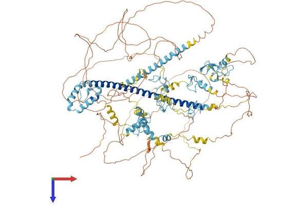 MYT1 Protein (AA 1-1121) (His tag)