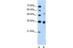 Western Blotting (WB) image for anti-CUGBP, Elav-Like Family Member 3 (CELF3) antibody (ABIN2460241)