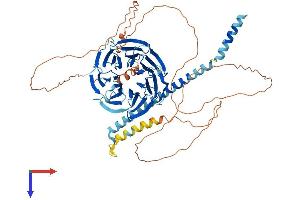 NEDD1 Protein (AA 1-660) (His tag)