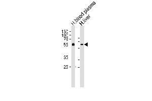 Western blot analysis of lysates from human blood plasma and liver tissue lysates (from left to right), using AHSG Antibody (C-term) (ABIN654065 and ABIN2843962). (Fetuin A Antikörper  (C-Term))