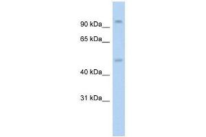 Western Blot showing NR3C1 antibody used at a concentration of 1. (Glucocorticoid Receptor Antikörper  (N-Term))