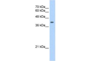 Western Blotting (WB) image for anti-Uroporphyrinogen Decarboxylase (UROD) antibody (ABIN2462463) (UROD Antikörper)