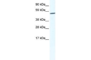 WB Suggested Anti-GPC3 Antibody Titration:  2. (Glypican 3 Antikörper  (Middle Region))