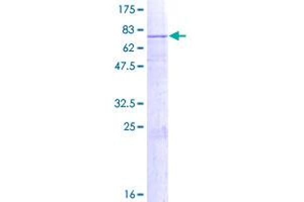 B3GALT2 Protein (AA 1-422) (GST tag)