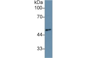 Western Blot; Sample: Mouse Cerebrum lysate; Primary Ab: 1µg/ml Rabbit Anti-Human ANGPT2 Antibody Second Ab: 0. (Angiopoietin 2 Antikörper  (AA 269-496))
