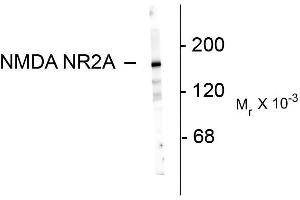 Western blots of 10 ug of rat hippocampal lysate showing specific immunolabeling of the ~180k NR2A subunit of the NMDA receptor. (NMDAR2A Antikörper  (N-Term))