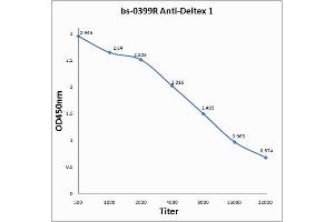 Antigen: 0. (Deltex Homolog 1 Antikörper  (AA 351-450))