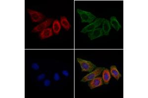 ABIN6266243 and ABIN6277396 staining HepG2 cells by IF/ICC. (Leptin Receptor Antikörper  (C-Term))