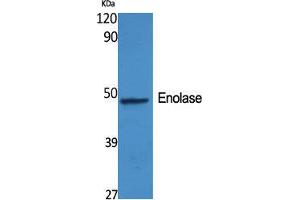 Western Blot (WB) analysis of specific cells using Enolase Polyclonal Antibody. (Enolase Antikörper  (C-Term))