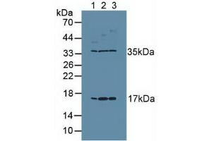 Western blot analysis of (1) Human Placenta Tissue, (2) Human PC-3 Cells and (3) Human MCF7 Cells. (Ki-67 Antikörper  (AA 3088-3235))