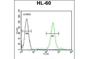 Flow cytometric analysis of HL-60 cells (right histogram) compared to a negative control cell (left histogram). (CNIH2 Antikörper  (N-Term))