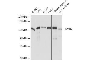 Western blot analysis of extracts of various cell lines, using EMR2 Rabbit pAb (ABIN7266906) at 1:1000 dilution. (EMR2 Antikörper  (AA 300-500))