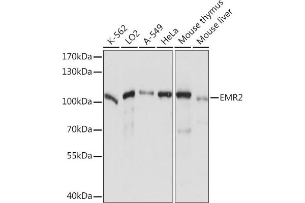 EMR2 Antikörper  (AA 300-500)