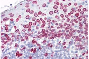 Anti-Lamin A/C antibody IHC staining of human tonsil.