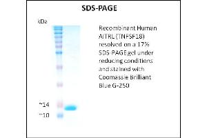 SDS-PAGE (SDS) image for Tumor Necrosis Factor (Ligand) Superfamily, Member 18 (TNFSF18) (Active) protein (ABIN5509483) (TNFSF18 Protein)
