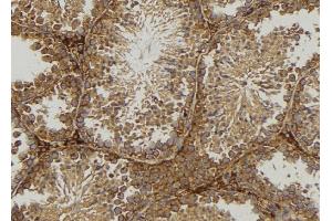 ABIN6276975 at 1/100 staining Mouse testis tissue by IHC-P. (ODC1 Antikörper  (N-Term))