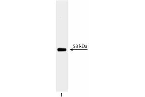 Western blot analysis of p53. (p53 Antikörper  (AA 14-289))