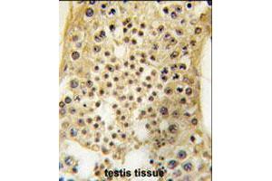 Formalin-fixed and paraffin-embedded human testis tissue reacted with USP7 polyclonal antibody  , which was peroxidase-conjugated to the secondary antibody, followed by DAB staining . (USP7 Antikörper  (C-Term))