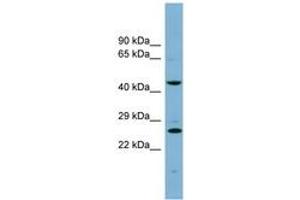Image no. 1 for anti-Vacuolar Protein Sorting 28 (VPS28) (N-Term) antibody (ABIN6741900) (VPS28 Antikörper  (N-Term))