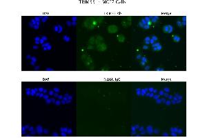 Sample Type : MCF7  Primary Antibody Dilution: 4 ug/ml  Secondary Antibody : Anti-rabbit Alexa 546  Secondary Antibody Dilution: 2 ug/ml  Gene Name : TRIM33 (TRIM33 Antikörper  (Middle Region))