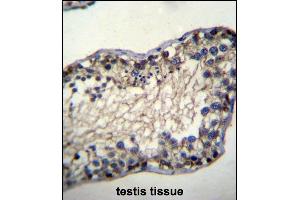 TSSK6 Antibody (N-term) (ABIN656395 and ABIN2845690) immunohistochemistry analysis in formalin fixed and paraffin embedded human testis tissue followed by peroxidase conjugation of the secondary antibody and DAB staining. (TSSK6 Antikörper  (N-Term))