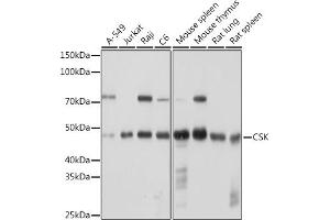 Western blot analysis of extracts of various cell lines, using CSK Rabbit mAb (ABIN1513217, ABIN3021034, ABIN3021035 and ABIN7101334) at 1:1000 dilution. (CSK Antikörper)
