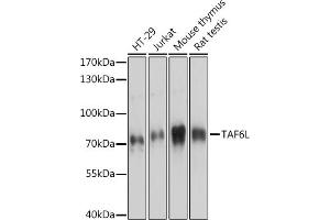 Western blot analysis of extracts of various cell lines, using TL antibody (ABIN7270717) at 1:3000 dilution. (TAF6L Antikörper  (AA 1-200))
