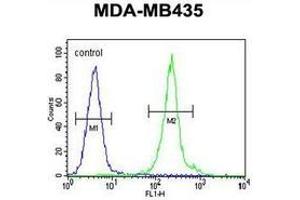 Flow cytometric analysis of MDA-MB435 cells (right histogram) compared to a negative control cell (left histogram) using Interleukin-12 beta/IL12B  Antibody (C-term), followed by FITC-conjugated goat-anti-rabbit secondary antibodies. (IL12B Antikörper  (C-Term))