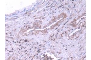 Immunohistochemistry (IHC) image for anti-NME/NM23 Family Member 5 (NME5) (AA 3-194) antibody (ABIN7444034)